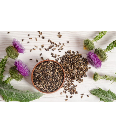 Graines de Chardon Marie, la plante du foie ( بذور الخرفيش ( الشوك