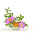Cistus Incanus سيستوس انكانوس