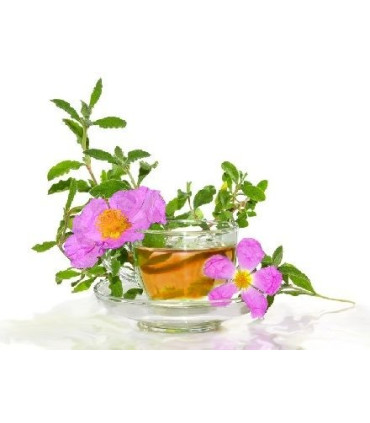 Cistus Incanus سيستوس انكانوس