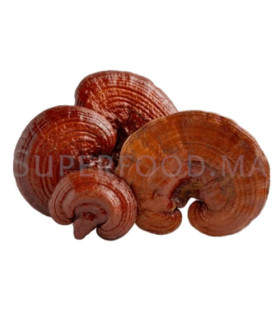 CHAMPIGNON REISHI ENTIER   الفطركامل الريشي