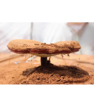 Spores de Reishi en Poudre au Maroc ابواغ الفطر الريشي
