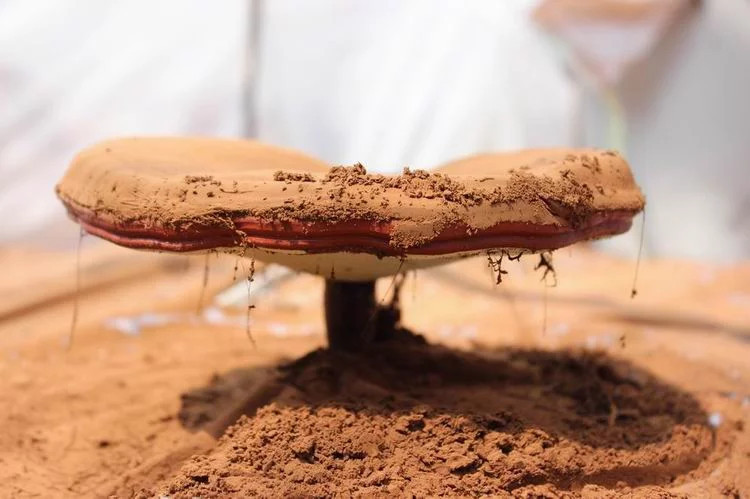 Spores de Reishi en Poudre au Maroc ابواغ الفطر الريشي