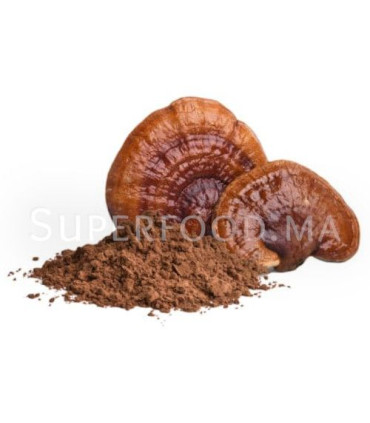 Champignons Reishi En Poudre au Maroc الفطر الريشي مسحوق