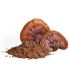 Champignons Reishi En Poudre au Maroc الفطر الريشي مسحوق