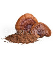 Champignons Reishi En Poudre au Maroc الفطر الريشي مسحوق