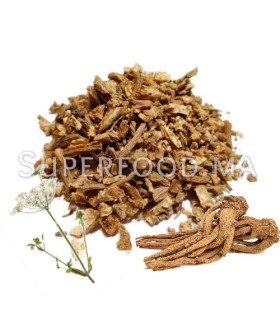 RACINE D’ANGÉLIQUE  جذر الملاك