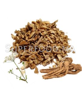 RACINE D’ANGÉLIQUE  جذر الملاك