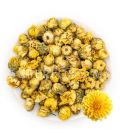Bourgeons de Chrysanthème براعم الأقحوان