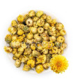 Bourgeons de Chrysanthème براعم الأقحوان
