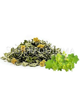 Alchemilla vulgaris, Alchémille   عشبة رجل الأسد أو عباءة السيدة