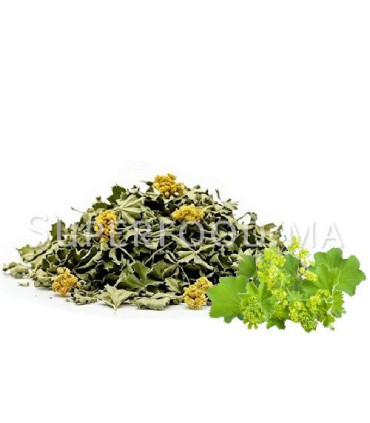 Alchemilla vulgaris, Alchémille   عشبة رجل الأسد أو عباءة السيدة