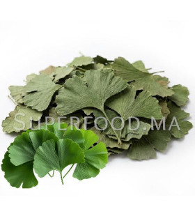 Feuilles de Ginkgo biloba séchées  أوراق الجنكو بيلوبا المجففة