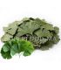 Feuilles de Ginkgo biloba séchées  أوراق الجنكو بيلوبا المجففة