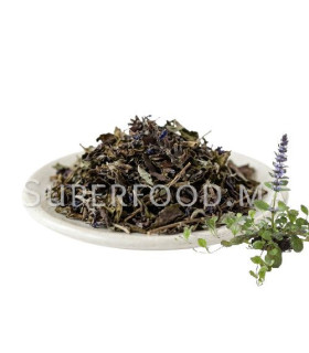 Ajuga, Bugle Rampant البوقلة الزرقاء األجوگا