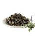 Ajuga, Bugle Rampant البوقلة الزرقاء األجوگا