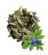 Feuilles de Myrtille  أوراق العنبية (التوت الأزرق