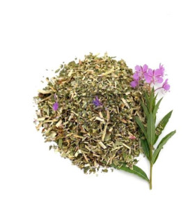 Épilobe  الإيبيلوب أو عشبة الصفصاف الصغيرة