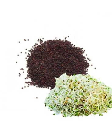Graines de Brocoli à Germer  بذور البروكلي للإنبات