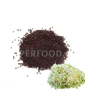 Graines de Brocoli - Propriétés, Bienfaits et Utilisations - Superfood.ma