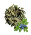 Feuilles de Myrtille  أوراق العنبية (التوت الأزرق