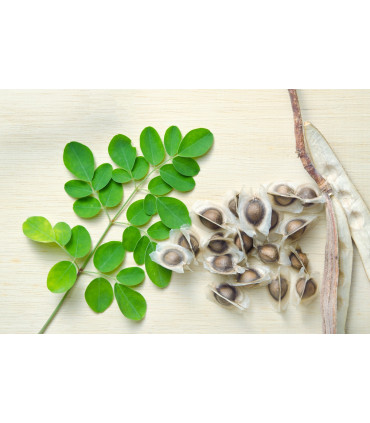 Graines de Moringa بذور المورينجا