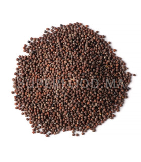 Graines de Moutarde Brune بذور الخردل البني