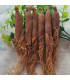 Panax Ginseng Rouge, racines entières جنسنج أحمر