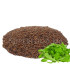 Graines de Roquette بذور الجرجير