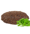 Graines de Roquette بذور الجرجير