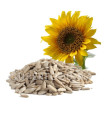 Graines de Tournesol pelées crues sans sel بذور نوار الشمس