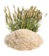 Téguments de Psyllium بسيليوم - قشور قاطونة