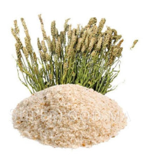 Téguments de Psyllium بسيليوم - قشور قاطونة
