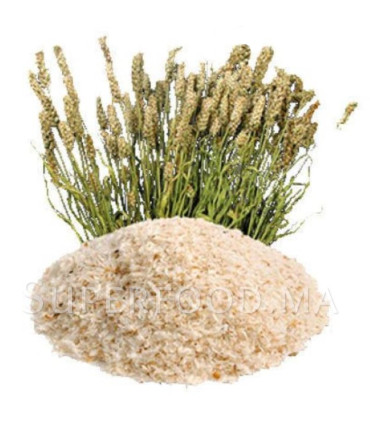 Téguments de Psyllium بسيليوم - قشور قاطونة