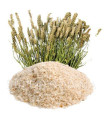 Téguments de Psyllium بسيليوم - قشور قاطونة