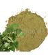 ginkgo-biloba