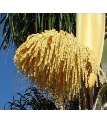 Pollen de Palmier  طلع النخيل