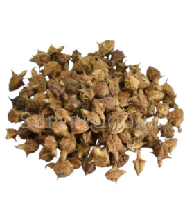 Tribulus terrestris