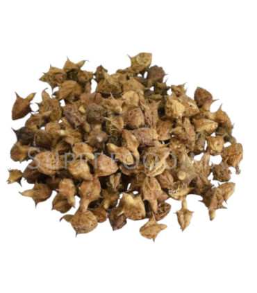 Tribulus terrestris