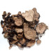 Rhodiola - Racine coupées - روديولا