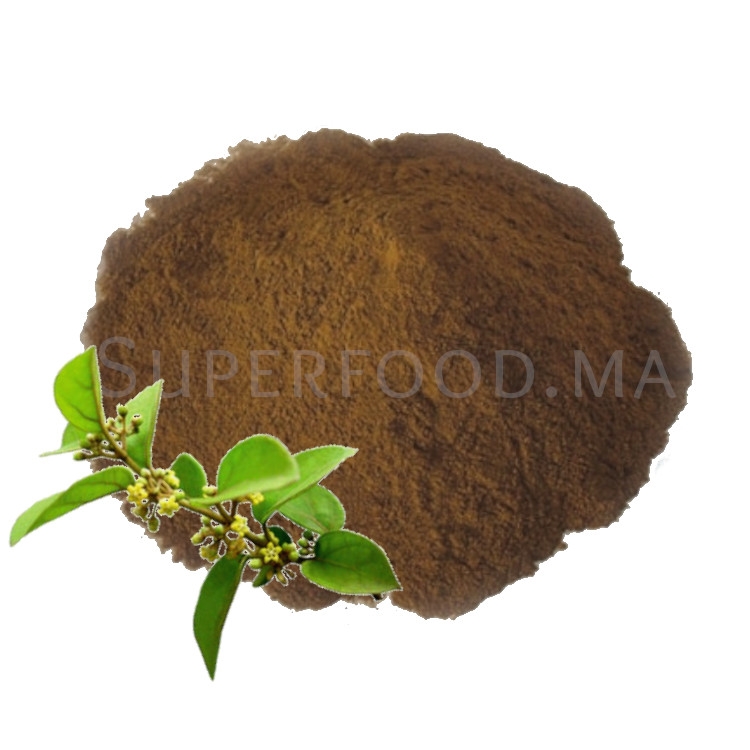 Gymnema sylvestre - جيمنيما سيلفاستريس