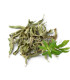 Verveine citronnée au Maroc. اللويزة