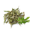 Verveine citronnée, citronelle, odorante au Maroc. اللويزة