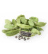 Graines de Cardamome au Maroc الهيل- القعقلة