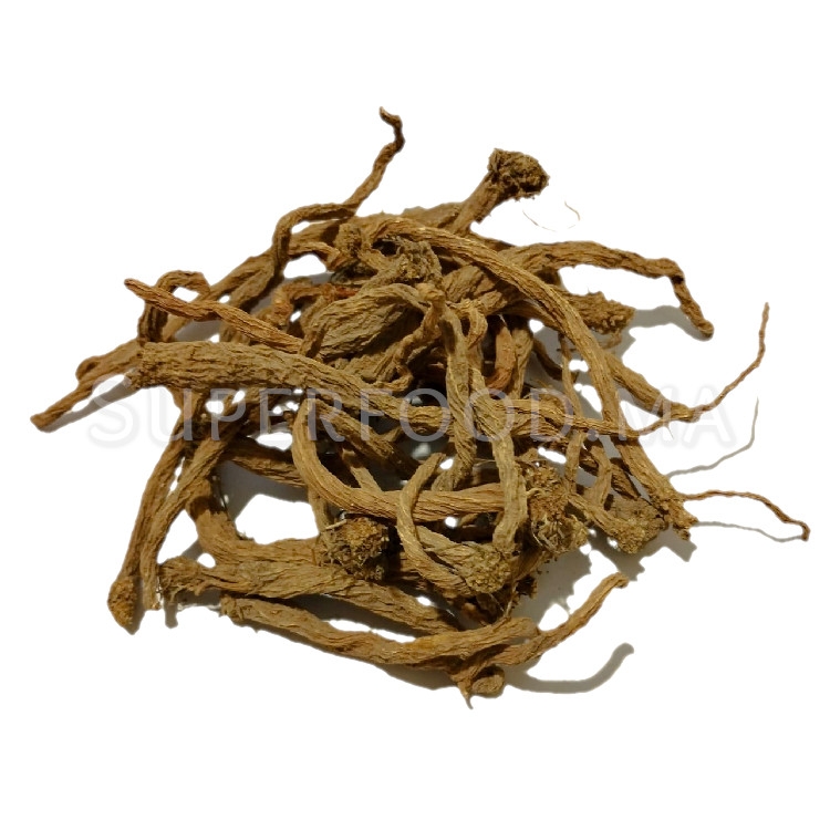 Racine de sarghina au Maroc جذور السرغينة